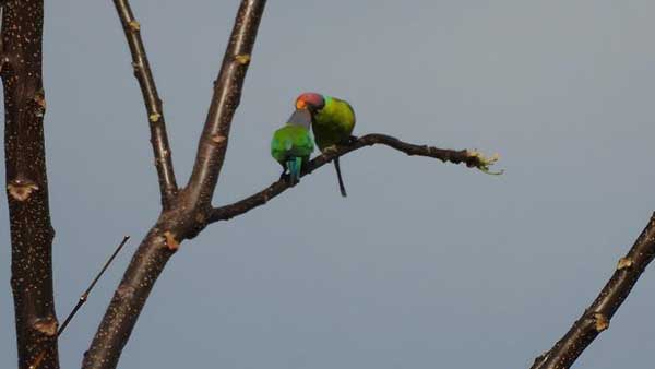 Bird census completed in Oddanchatram forest range More than 50 species of birds discovered