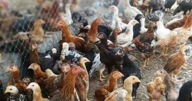 50 percent subsidy for setting up a country chicken farm.. Collector's information!