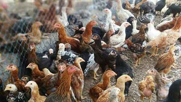 50 percent subsidy for setting up a country chicken farm.. Collector's information!