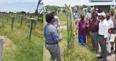 Dragon fruit on an area of one acre... District Collector conducts an on-site inspection!