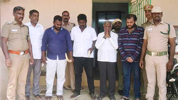 5 people arrested for hiding elephant tusks!
