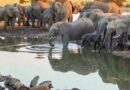 The Zimbabwean government has decided to provide elephant meat to the people!