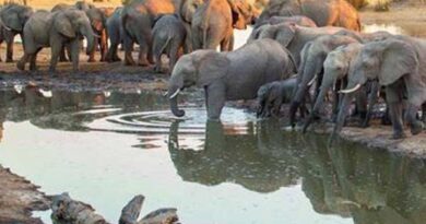The Zimbabwean government has decided to provide elephant meat to the people!