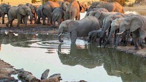 The Zimbabwean government has decided to provide elephant meat to the people!
