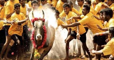 In anticipation of the temple festival, the manjuvirattu... the fields where bull-catching players entertained!