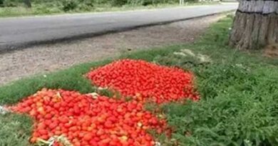 Price drop: Farmers have dumped tomatoes by the roadside!