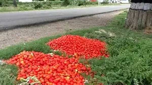 Price drop: Farmers have dumped tomatoes by the roadside!