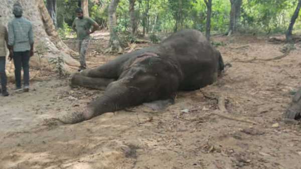 Magna, who was involved in a collision with a wild elephant... dies as treatment proves ineffective!