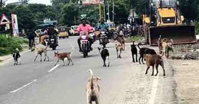 தெருநாய்களால் பொதுமக்கள் உயிரிழப்பு