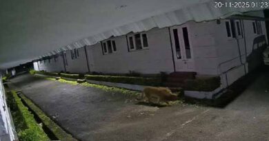 சிறுத்தை நடமாட்டம் சிசிடிவி காட்சி பதிவு