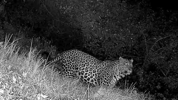 குன்னூர்  பேரக்ஸ் சிங்காரதோப்பில் சிறுத்தை