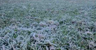 நீலகிரி மாவட்டத்தில் உறைப்பனி