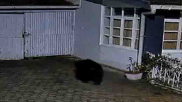 நீலகிரி உபாசி வளாகத்தில் மீண்டும் கரடி அட்டகாசம்