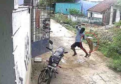 தெரு நாய்கள் கடித்து பெண்கள், சிறுவர்கள் 15 பேர் காயம்