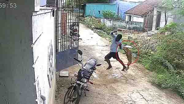 தெரு நாய்கள் கடித்து பெண்கள், சிறுவர்கள் 15 பேர் காயம்