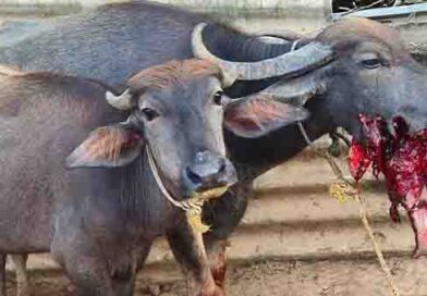 நாட்டு பட்டாசு வெடித்து 4 மாடுகள் காயம்