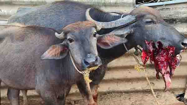 நாட்டு பட்டாசு வெடித்து 4 மாடுகள் காயம்